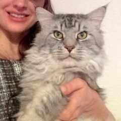 Подробнее об объявлении «Пропал кот  вознаграждение. т.руб. Москва» Фото: пропала кошка Мейн-кун «Пропал кот  вознаграждение. т.руб. Москва» в г. Москва