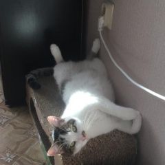 Подробнее об объявлении «Пропала кошка Новороссийск» Фото: пропала кошка  «Пропала кошка Новороссийск» в г. Новороссийск