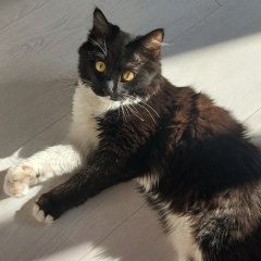 Подробнее об объявлении «Пропал кот Ангарск» Фото: пропала кошка  «Пропал кот Ангарск» в г. Ангарск