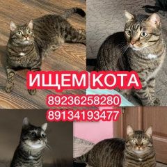 Подробнее об объявлении «Пропал кот Новокузнецк» Фото: пропала кошка  «Пропал кот Новокузнецк» в г. Новокузнецк