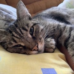 Подробнее об объявлении «Пропала кошка Томск» Фото: пропала кошка  «Пропала кошка Томск» в г. Томск