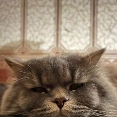 Подробнее об объявлении «Пропал кот сибирский кот Сходня» Фото: пропала кошка  «Пропал кот сибирский кот Сходня» в г. Сходня