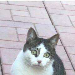 Картинка пропала кошка В городе Рязань исчезла киска. Рязань