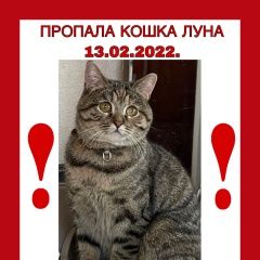 Подробнее об объявлении «Пропала кошка гатчинский район и ло Вырица» Фото: пропала кошка  «Пропала кошка гатчинский район и ло Вырица» в г. Вырица