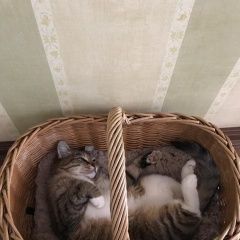 Подробнее об объявлении «Пропала кошка таганьково-5 Одинцово» Фото: пропала кошка  «Пропала кошка таганьково-5 Одинцово» в г. Одинцово