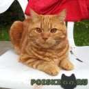 Подробнее об объявлении «Мытищи Пропал кот» Фото: пропала кошка Шотландская вислоухая «Мытищи Пропал кот» в г. Мытищи