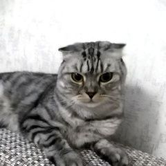 Подробнее об объявлении «Пропала кошка Суворов» Фото: пропала кошка  «Пропала кошка Суворов» в г. Суворов
