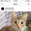 Подробнее об объявлении «Пропала кошка Уфа» Фото: пропала кошка  «Пропала кошка Уфа» в г. Уфа