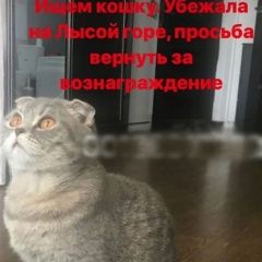 Подробнее об объявлении «Пропала кошка Сочи» Фото: пропала кошка Шотландская вислоухая «Пропала кошка Сочи» в г. Сочи