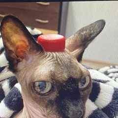 Подробнее об объявлении «Нижний Новгород Пропал кот» Фото: пропала кошка Канадский сфинкс «Нижний Новгород Пропал кот» в г. Нижний Новгород