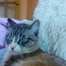 Подробнее об объявлении «Бердск Пропал кот» Фото: пропала кошка  «Бердск Пропал кот» в г. Бердск