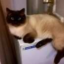 Подробнее об объявлении «Пропал кот Софрино» Фото: пропала кошка Сиамская «Пропал кот Софрино» в г. Софрино