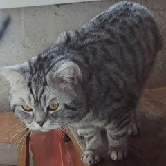 Подробнее об объявлении «Пропал кот британец Заокский» Фото: пропала кошка Британская короткошерстная кошка «Пропал кот британец Заокский» в г. Заокский