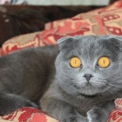 Подробнее об объявлении «Пропала кошка Харьков» Фото: пропала кошка Шотландская вислоухая «Пропала кошка Харьков» в г. Харьков