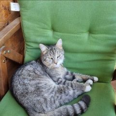 Подробнее об объявлении «Пропала кошка Солнечногорск» Фото: пропала кошка  «Пропала кошка Солнечногорск» в г. Солнечногорск