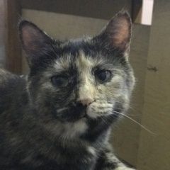 Подробнее об объявлении «Калининград (Кенигсберг) Пропала кошка» Фото: пропала кошка  «Калининград (Кенигсберг) Пропала кошка» в г. Калининград (Кенигсберг)