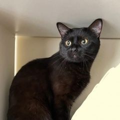 Подробнее об объявлении «Москва Пропал кот черный южное бутово» Фото: пропала кошка  «Москва Пропал кот черный южное бутово» в г. Москва