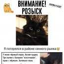 Подробнее об объявлении «Пропал кот ик, район сенного рынка Краснодар» Фото: пропала кошка  «Пропал кот ик, район сенного рынка Краснодар» в г. Краснодар