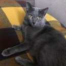 Подробнее об объявлении «Конаково Пропал кот нафаня» Фото: пропала кошка  «Конаково Пропал кот нафаня» в г. Конаково