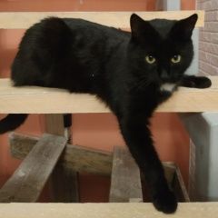 Подробнее об объявлении «Пропал кот черный кот Рамонь» Фото: пропала кошка  «Пропал кот черный кот Рамонь» в г. Рамонь