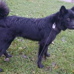 Подробнее об объявлении «Пропала собака Можайск» Фото: пропала собака  «Пропала собака Можайск» в г. Можайск