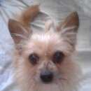 Подробнее об объявлении «Пропала собака кобель Санкт-Петербург» Фото: пропала собака  «Пропала собака кобель Санкт-Петербург» в г. Санкт-Петербург