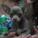 Подробнее об объявлении «Фрязино Пропала собака кобель» Фото: пропала собака Чихуахуа «Фрязино Пропала собака кобель» в г. Фрязино