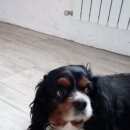 Подробнее об объявлении «Белгород Пропала собака кобель» Фото: пропала собака Кавалер кинг чарльз спаниель «Белгород Пропала собака кобель» в г. Белгород