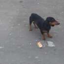 Подробнее об объявлении «Пропала собака кобель Адлер» Фото: пропала собака Такса «Пропала собака кобель Адлер» в г. Адлер