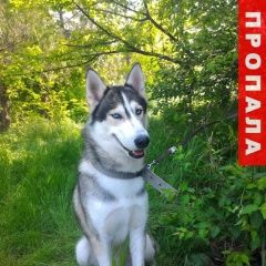 Подробнее об объявлении «Анапа Пропала собака кобель» Фото: пропала собака Сибирская хаски «Анапа Пропала собака кобель» в г. Анапа