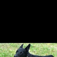 Подробнее об объявлении «Пропала собака Королев» Фото: пропала собака  «Пропала собака Королев» в г. Королев