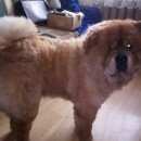 Подробнее об объявлении «Пропала собака кобель Нижний Новгород» Фото: пропала собака Чау-чау «Пропала собака кобель Нижний Новгород» в г. Нижний Новгород