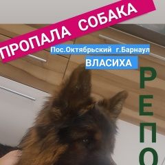 Подробнее об объявлении «Барнаул Пропала собака кобель немецкая овчарка» Фото: пропала собака Немецкая овчарка «Барнаул Пропала собака кобель немецкая овчарка» в г. Барнаул