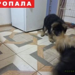 Подробнее об объявлении «Пропала собака щенок немецкой длинношорстной Таганрог» Фото: пропала собака Немецкая овчарка «Пропала собака щенок немецкой длинношорстной...» в г. Таганрог