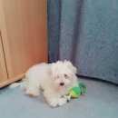 Подробнее об объявлении «Анапа Пропала собака кобель» Фото: пропала собака Мальтийская болонка «Анапа Пропала собака кобель» в г. Анапа