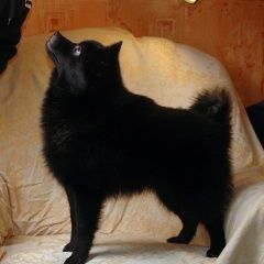 Подробнее об объявлении «Тула Пропала собака маленькая черная, шипперке» Фото: пропала собака  «Тула Пропала собака маленькая черная, шипперке» в г. Тула