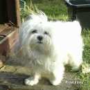 Подробнее об объявлении «Анапа Пропала собака» Фото: пропала собака Мальтийская болонка «Анапа Пропала собака» в г. Анапа