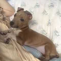 Подробнее об объявлении «Пропала собака кобель щеночек мемяца Москва» Фото: пропала собака  «Пропала собака кобель щеночек мемяца Москва» в г. Москва