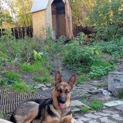 Подробнее об объявлении «Кемерово Пропала собака» Фото: пропала собака Немецкая овчарка «Кемерово Пропала собака» в г. Кемерово