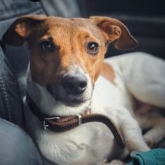 Подробнее об объявлении «Прохладный Пропала собака кобель джек рассел терьер» Фото: пропала собака Джек рассел терьер «Прохладный Пропала собака кобель джек рассел...» в г. Прохладный