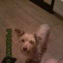 Подробнее об объявлении «Пропала собака верните Ангарск» Фото: пропала собака  «Пропала собака верните Ангарск» в г. Ангарск