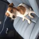 Подробнее об объявлении «Пропала собака джек рассел терьер Троицк» Фото: пропала собака Джек рассел терьер «Пропала собака джек рассел терьер Троицк» в г. Троицк