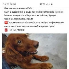 Подробнее об объявлении «Пропала собака кобель Пермь» Фото: пропала собака Английский кокер-спаниель «Пропала собака кобель Пермь» в г. Пермь