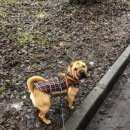 Подробнее об объявлении «Санкт-Петербург Пропала собака самка, породы шарпей» Фото: пропала собака Шар-пей «Санкт-Петербург Пропала собака самка, породы...» в г. Санкт-Петербург