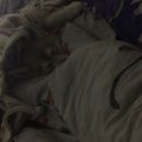 Подробнее об объявлении «Минеральные Воды Пропала собака хаски. 2 месяца» Фото: пропала собака Сибирская хаски «Минеральные Воды Пропала собака хаски. 2 месяца» в г. Минеральные Воды