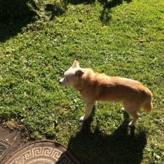 Подробнее об объявлении «Всеволожск Пропала собака кобель помогите найти степашку» Фото: пропала собака  «Всеволожск Пропала собака кобель помогите найти...» в г. Всеволожск