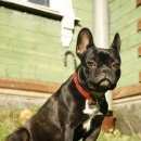 Подробнее об объявлении «Пропала собака 22 июня утром Санкт-Петербург» Фото: пропала собака Французский бульдог «Пропала собака 22 июня утром Санкт-Петербург» в г. Санкт-Петербург