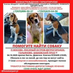 Подробнее об объявлении «Пропала собака Москва» Фото: пропала собака Бигль «Пропала собака Москва» в г. Москва
