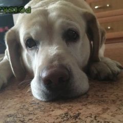 Подробнее об объявлении «Пропала собака кобель лабродор Тверь» Фото: пропала собака  «Пропала собака кобель лабродор Тверь» в г. Тверь