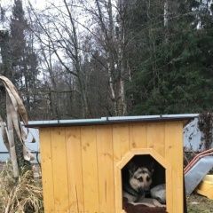 Подробнее об объявлении «Пропала собака кобель Икша» Фото: пропала собака Немецкая овчарка «Пропала собака кобель Икша» в г. Икша